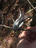 Imagem de Tillandsia paucifolia Baker