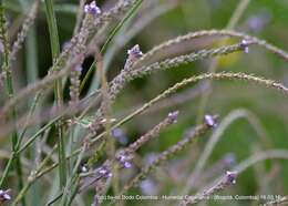 Plancia ëd Verbena litoralis Kunth