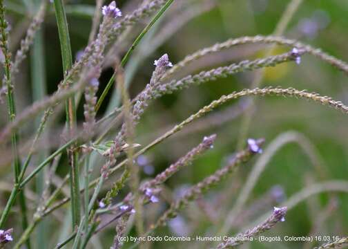 Image of seashore vervain