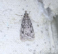 Eudonia truncicolella Stainton 1849的圖片