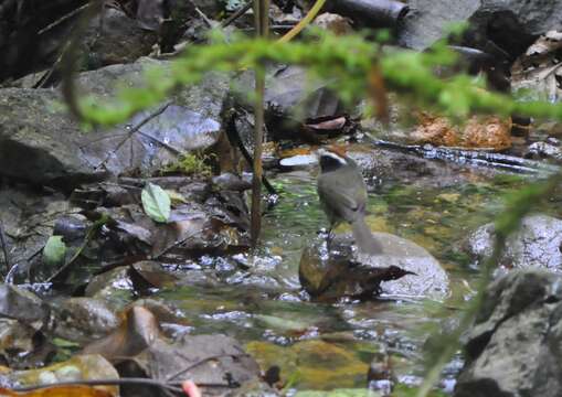 Image of Black-cheeked Warbler