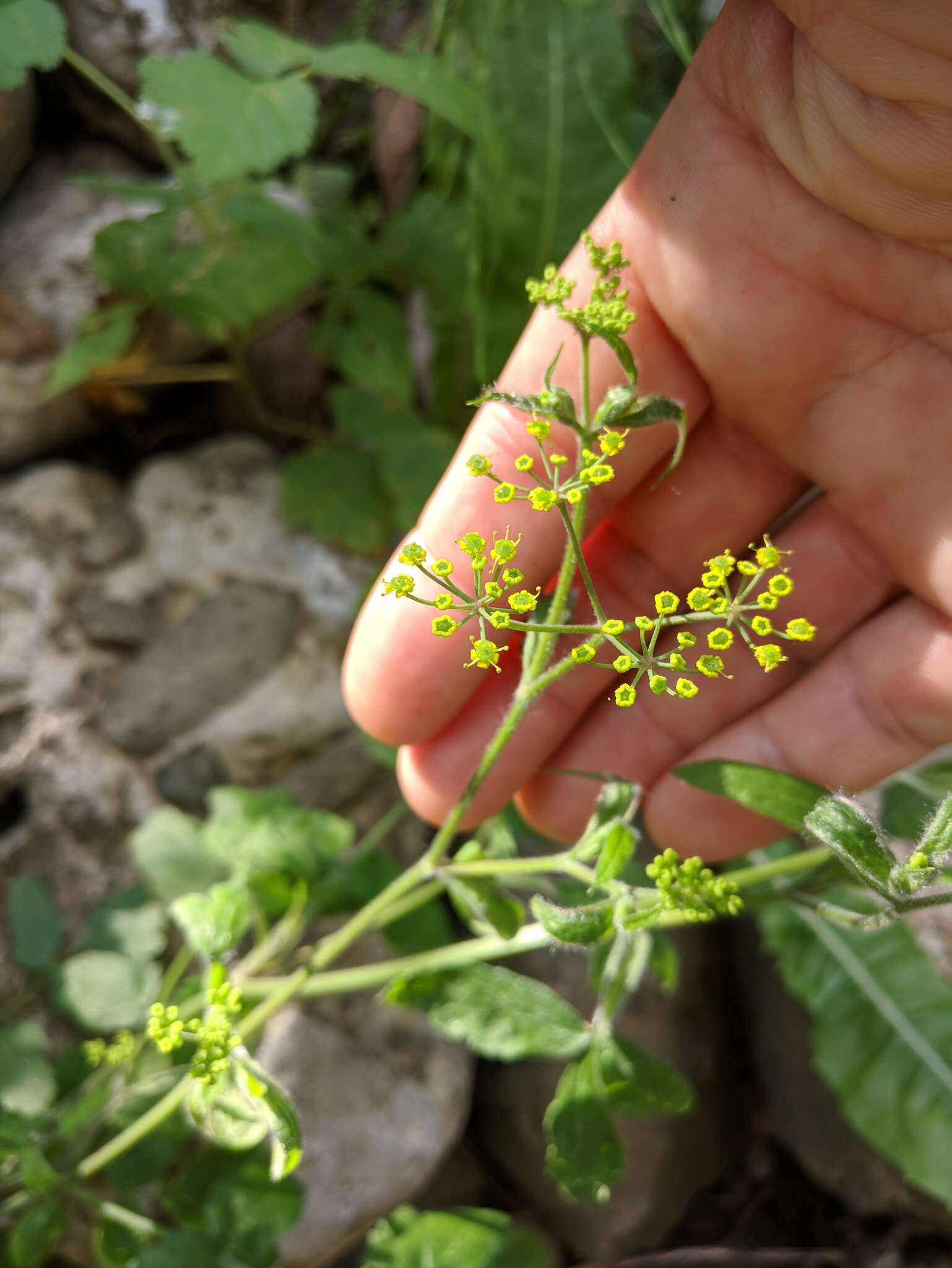 Imagem de Pastinaca sativa subsp. urens (Req. ex Godr.) Celak.