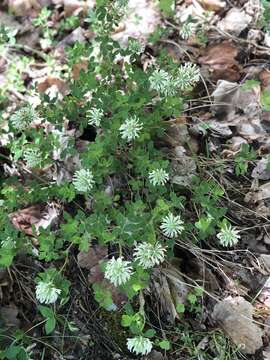 Trifolium pignantii Fauche & Chaub.的圖片