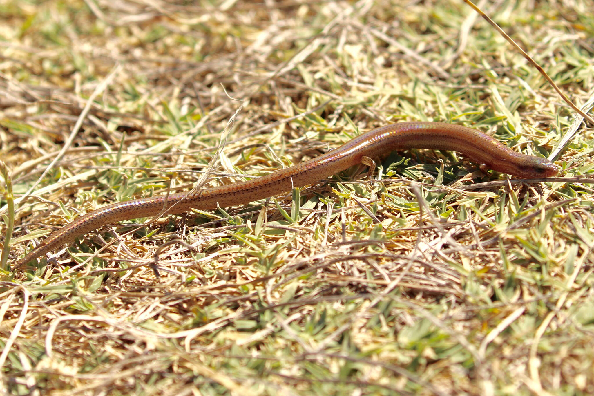 Image of Two-toed Earless Skink