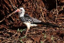 Image of Northern Red-billed Hornbill