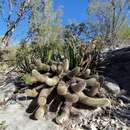 Image de Echinocereus freudenbergii G. Frank