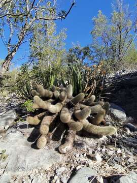 Image de Echinocereus freudenbergii G. Frank