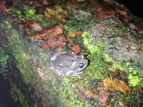 Image of Sri Lankan Bullfrog