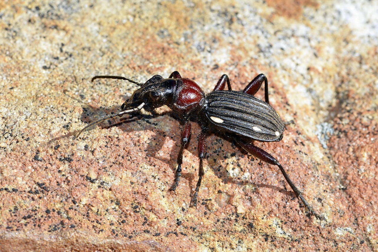 Image of Anthia (Termophilum) decemguttata (Linnaeus 1764)