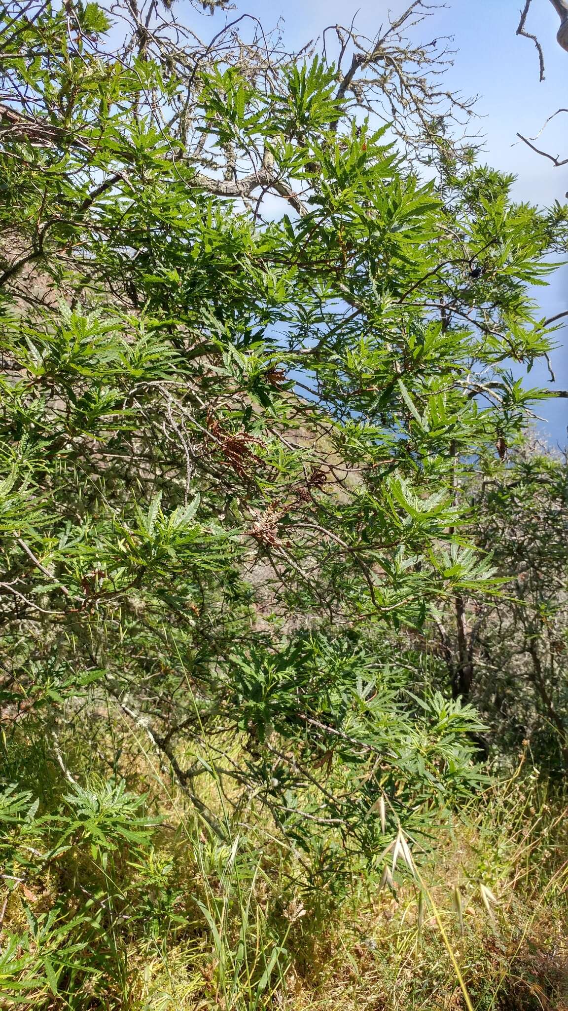 Lyonothamnus floribundus subsp. asplenifolius (Greene) E. Murray的圖片