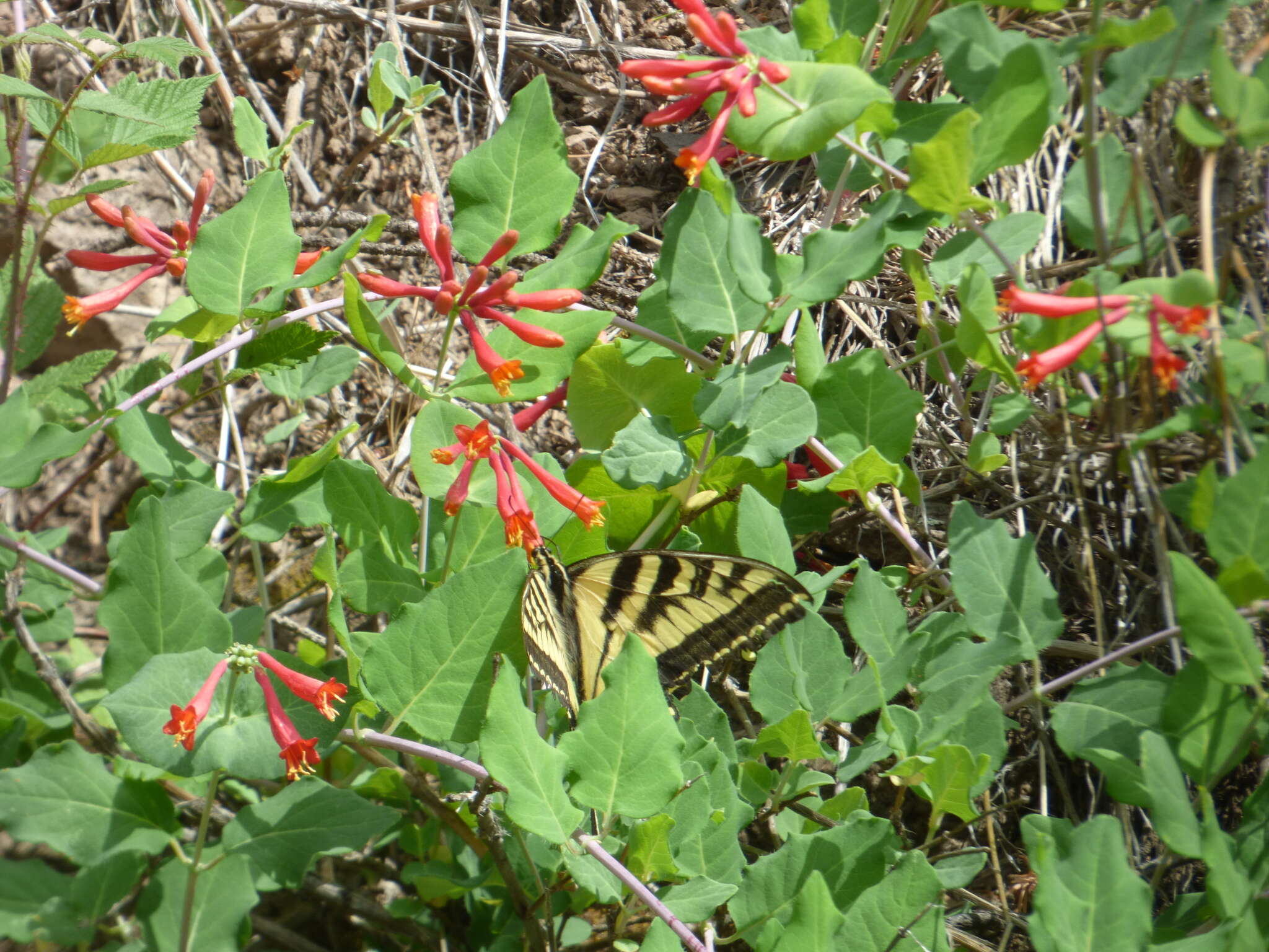 Image of Arizona honeysuckle