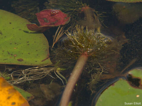 Image of Beck's water-marigold