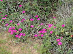 Image of Carpobrotus quadrifidus L. Bol.