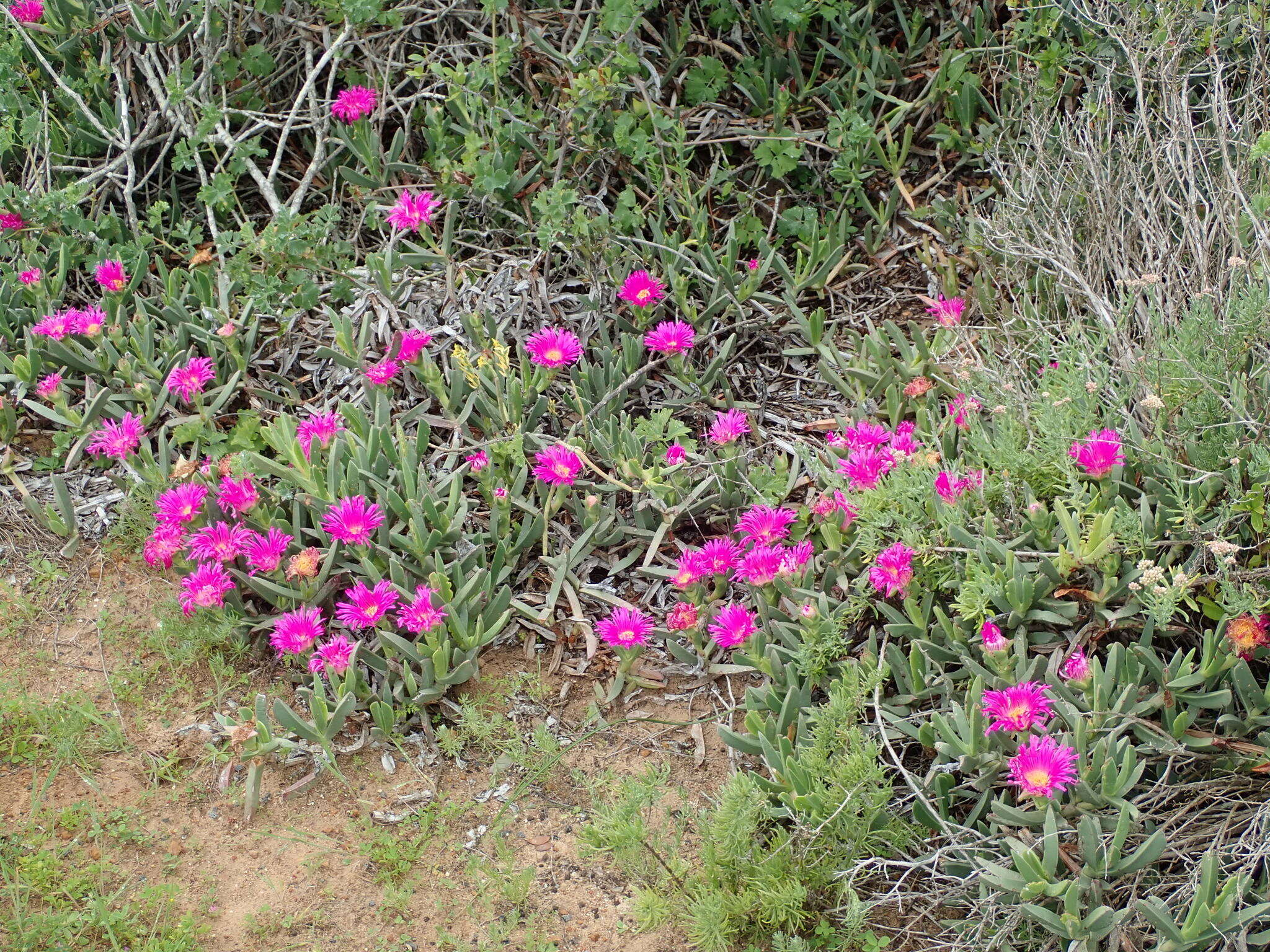 Image of Carpobrotus quadrifidus L. Bol.