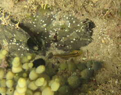 Image of Common Triplefin