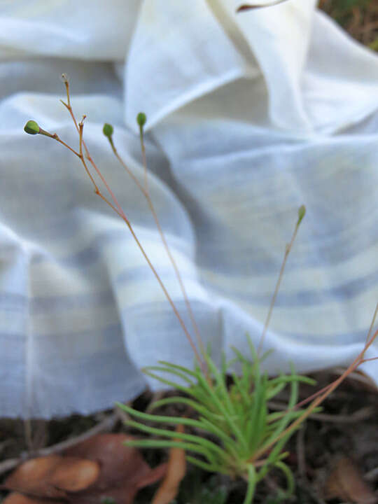 Image of prairie fameflower