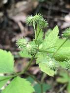 Image de Sanicula trifoliata Bicknell