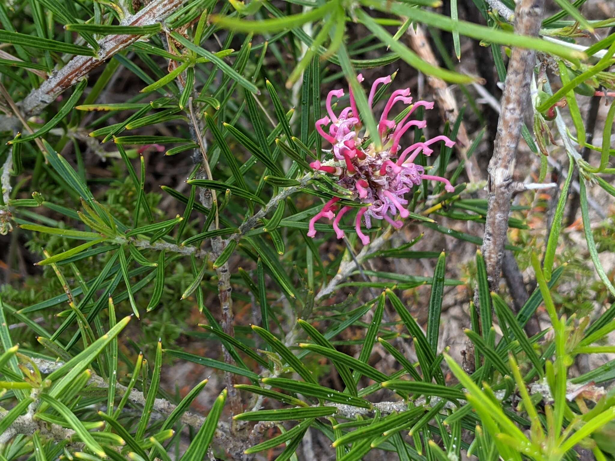 Image of Grevillea confertifolia F. Müll.