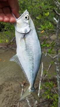 Image of Bigmouth leatherjacket