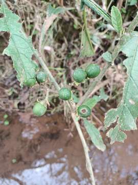 Solanum umbellatum Mill.的圖片