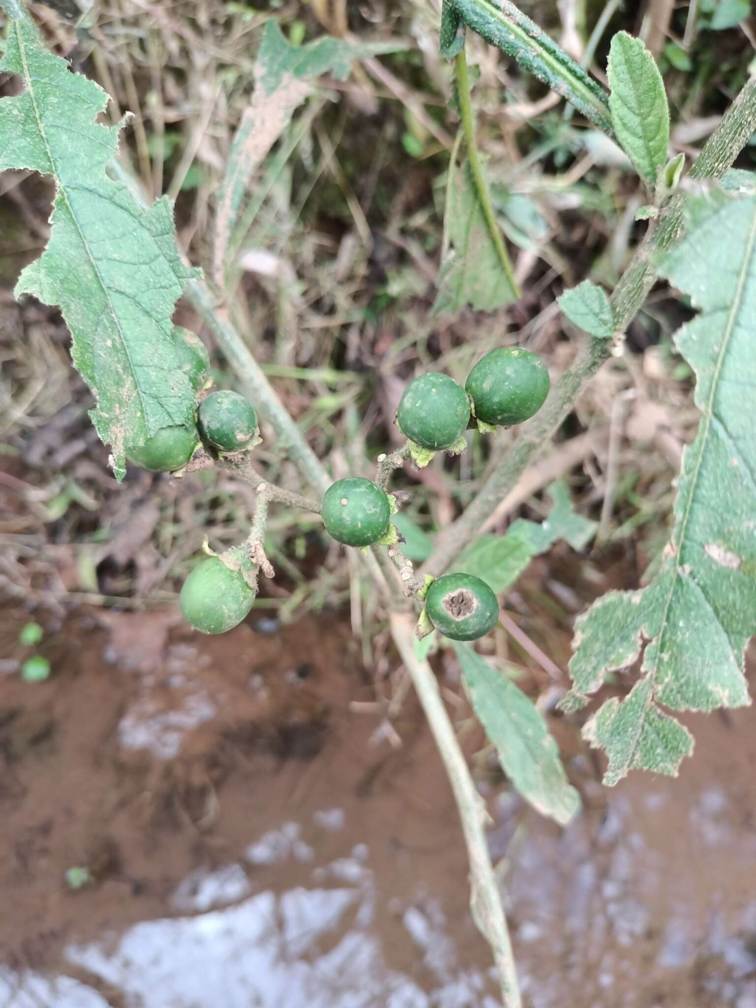 Image de Solanum umbellatum Mill.