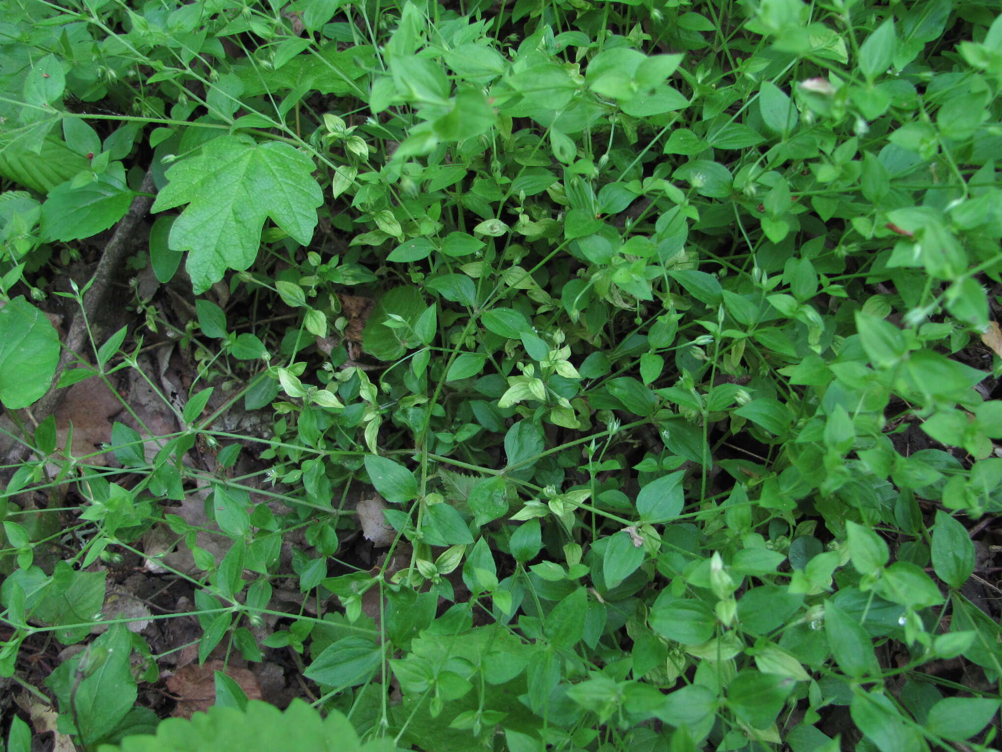 Image of Peronospora arenariae