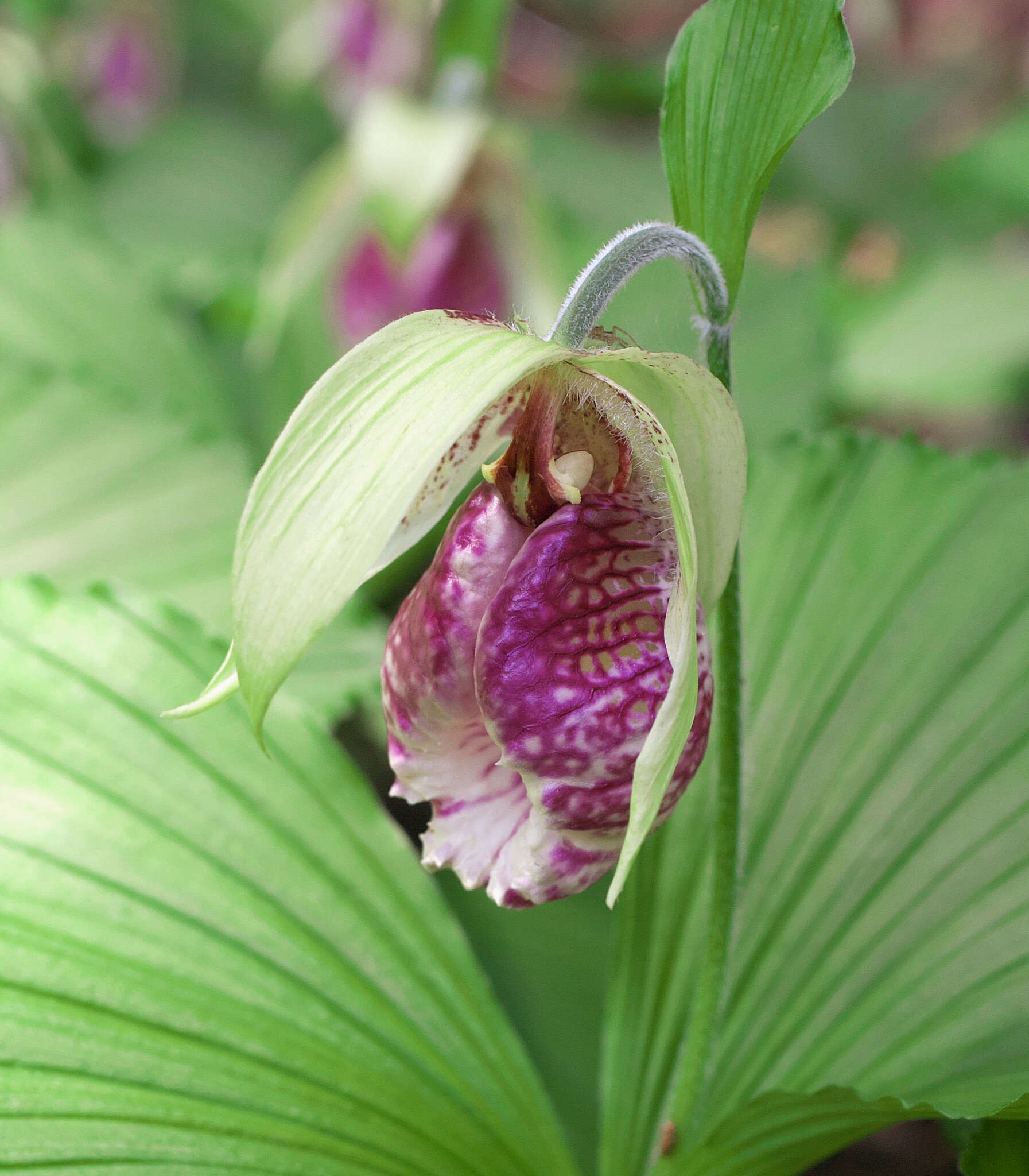 Image of Korean ladyslipper