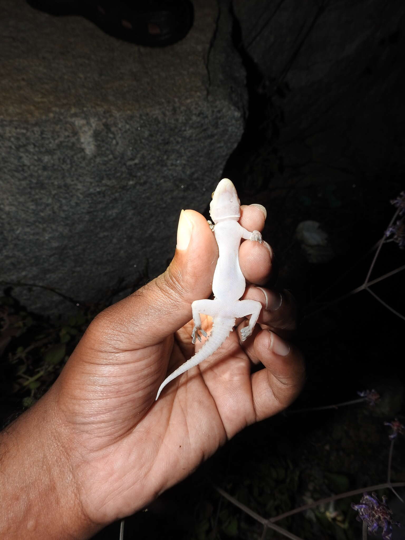 Image of Hemidactylus rishivalleyensis Agarwal, Thackeray & Khandekar 2020
