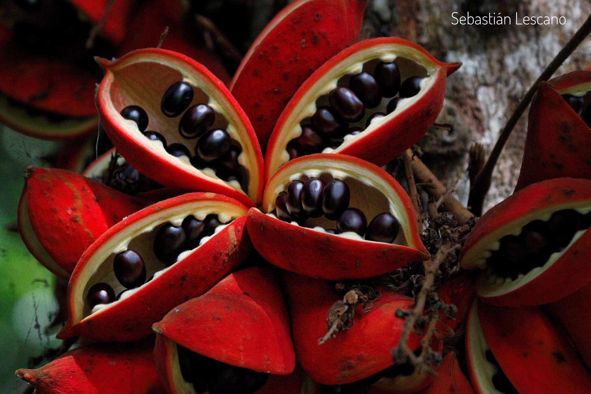 Imagem de Sterculia megistophylla Ridl.