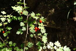 Image of Crataegus microphylla C. Koch