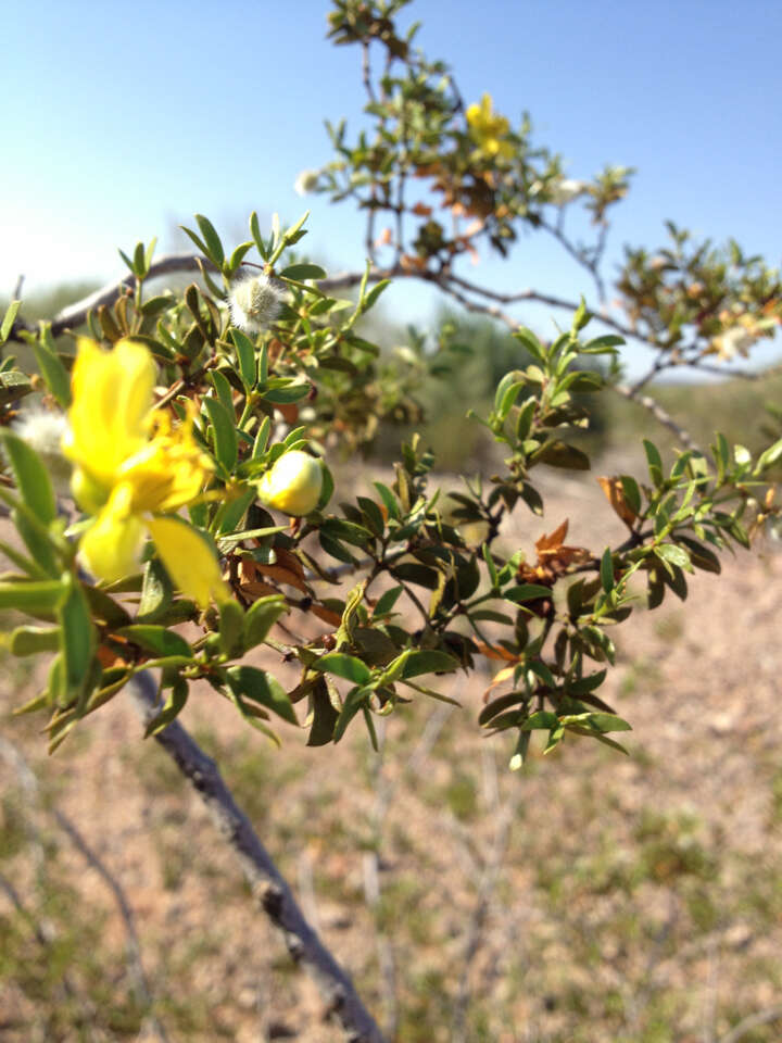 Image de Larrea tridentata (Sesse & Moc. ex DC.) Coult.