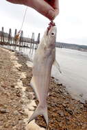 Image of Blue catfish