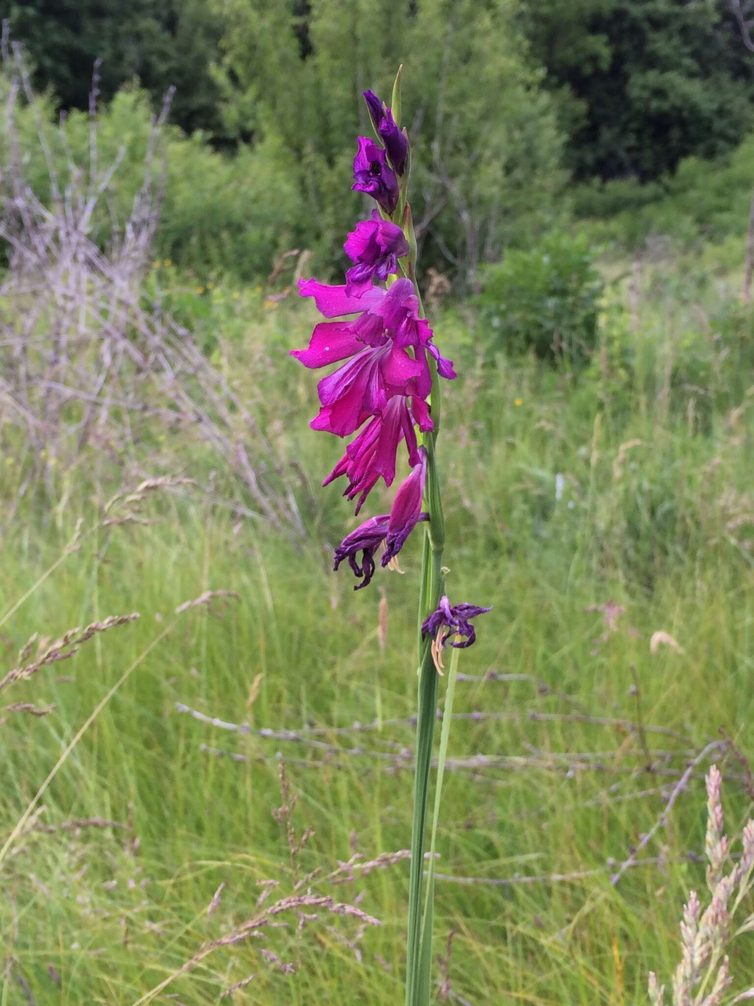 Слика од Gladiolus imbricatus L.