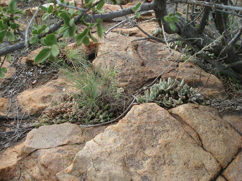 Image of Adromischus umbraticola C. A. Smith