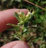 Image of Baccharis pedersenii Cabrera