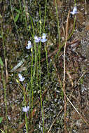 Image de Utricularia smithiana R. Wight