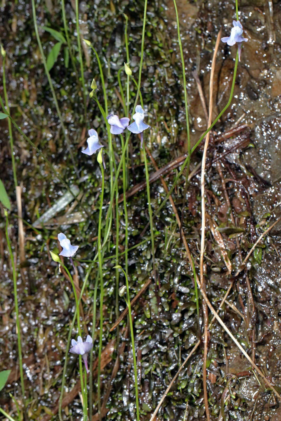 Image de Utricularia smithiana R. Wight