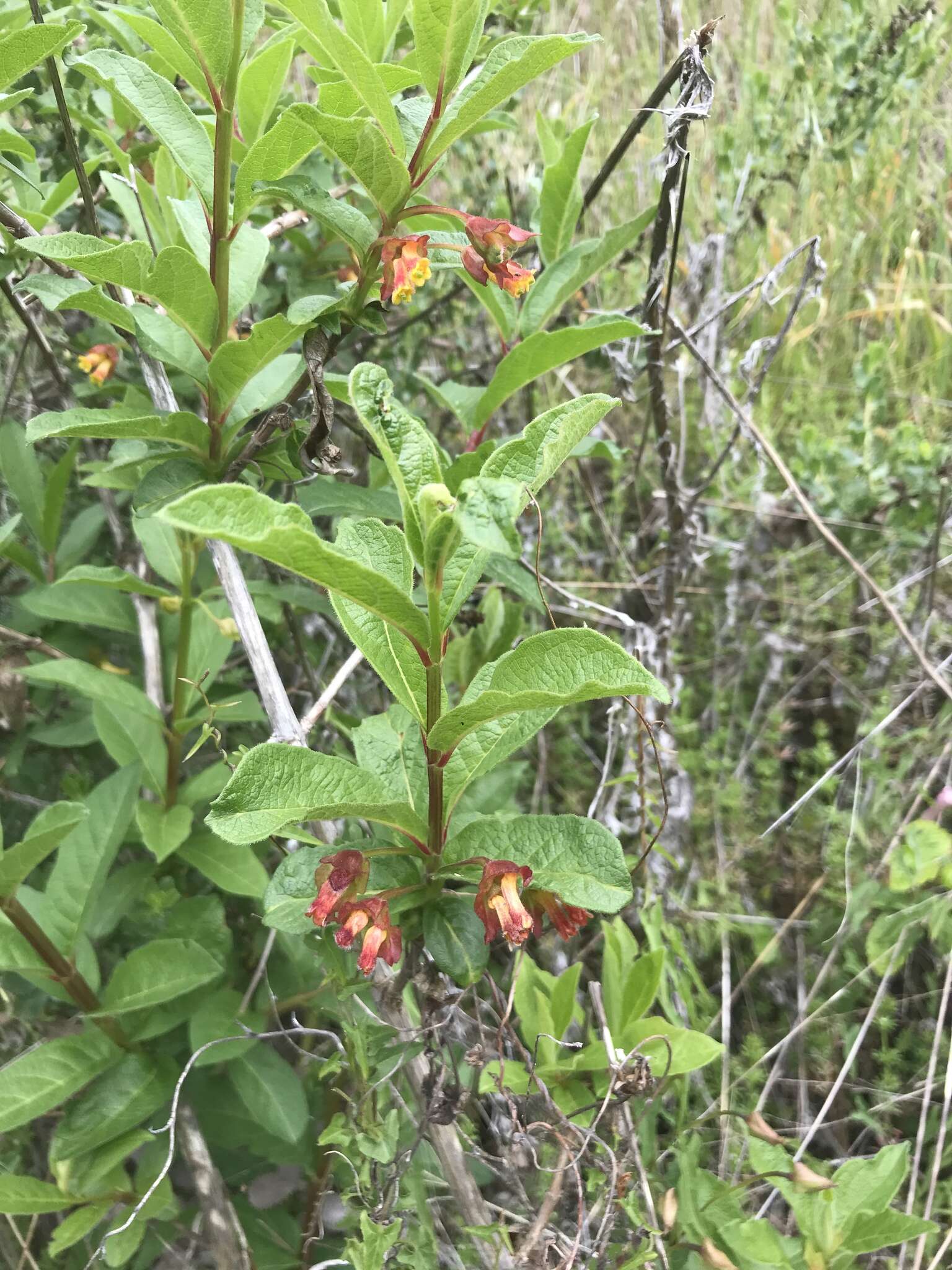 Imagem de Lonicera involucrata var. ledebourii (Eschsch.) Jeps.