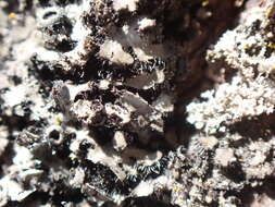 Image of hispid wreath lichen