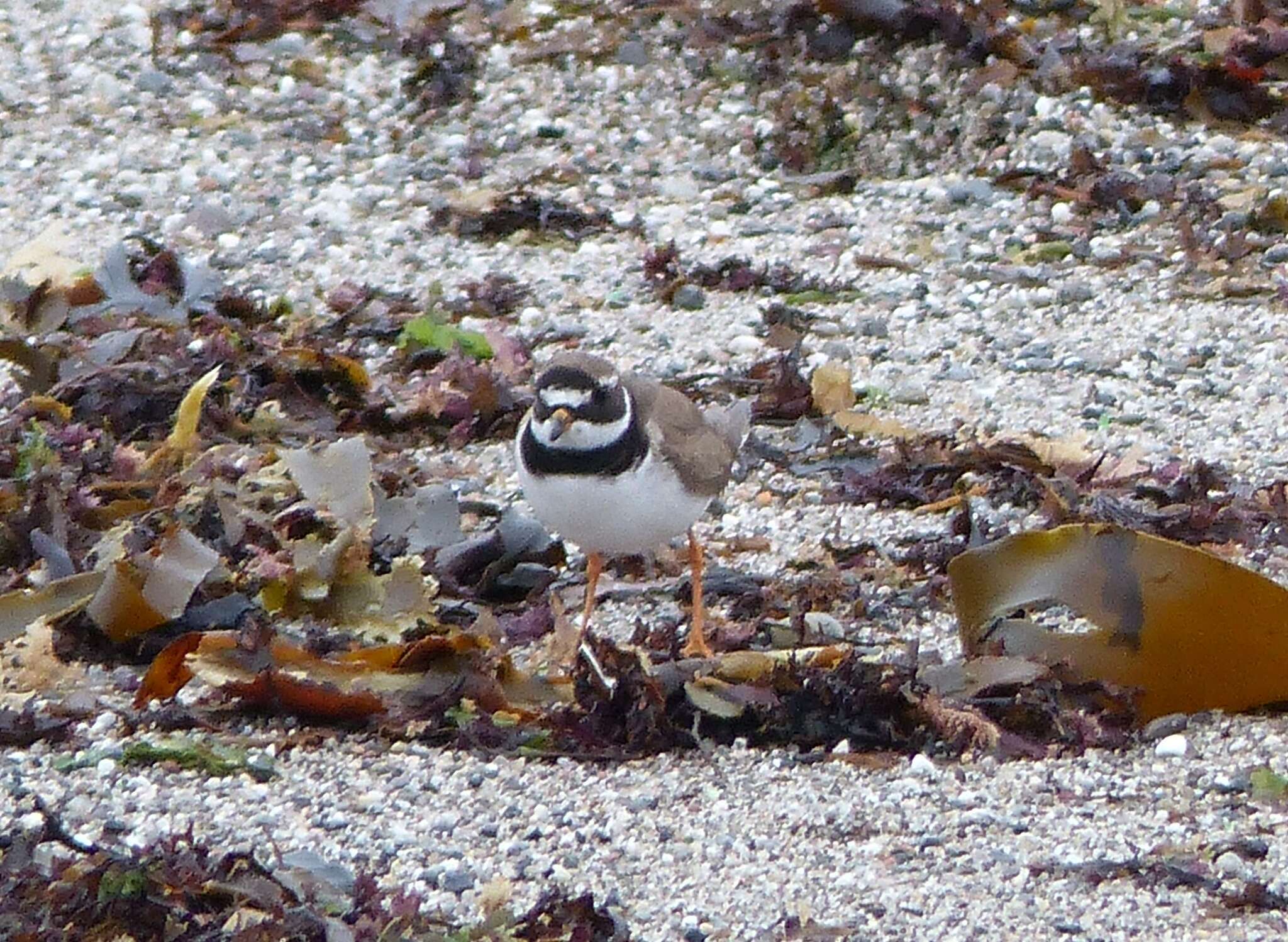 Image of ringed plover, common ringed plover