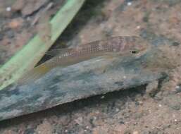 Image of Forest betta