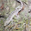 Sivun Hemidactylus palaichthus Kluge 1969 kuva