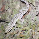 Image of Antilles Leaf-toed Gecko