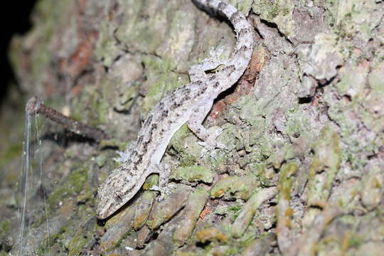 Image of Antilles Leaf-toed Gecko