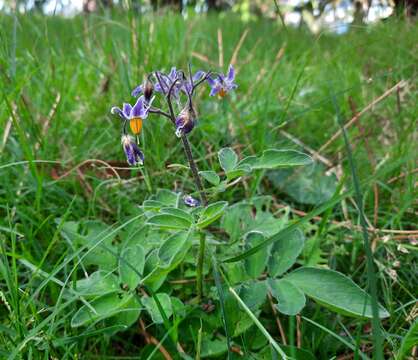 Imagem de Solanum commersonii Dun. ex Poir.