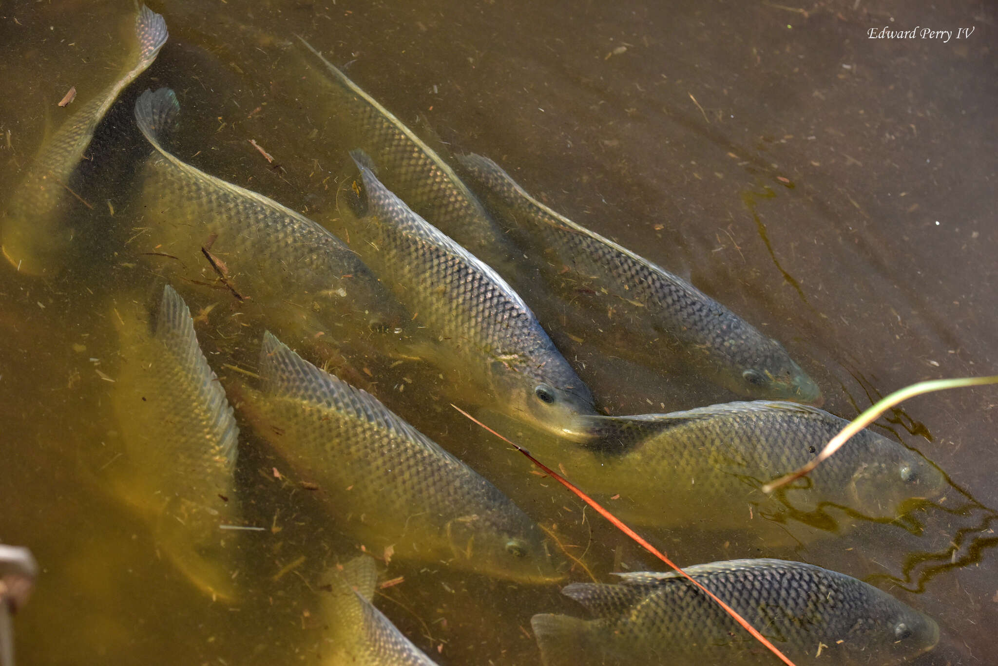 Image of Blue tilapia