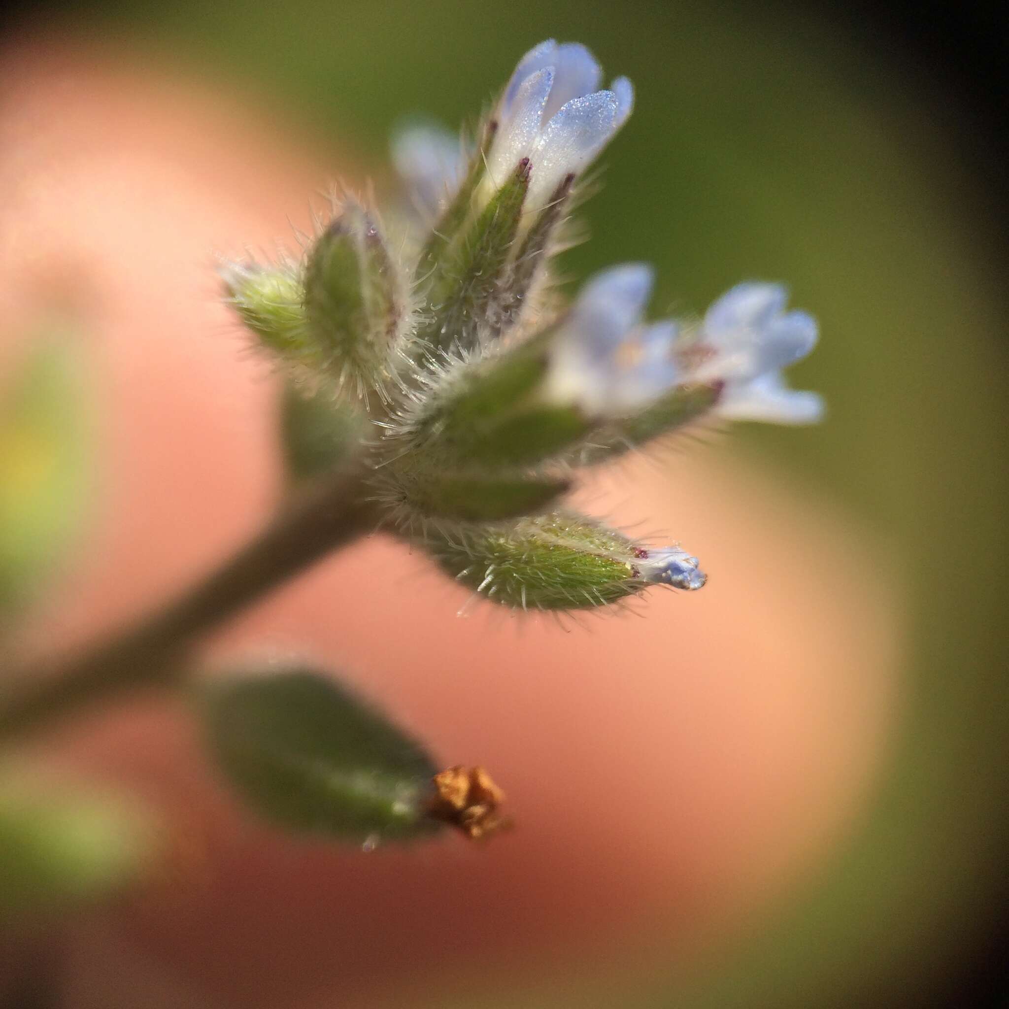 Image of strict forget-me-not