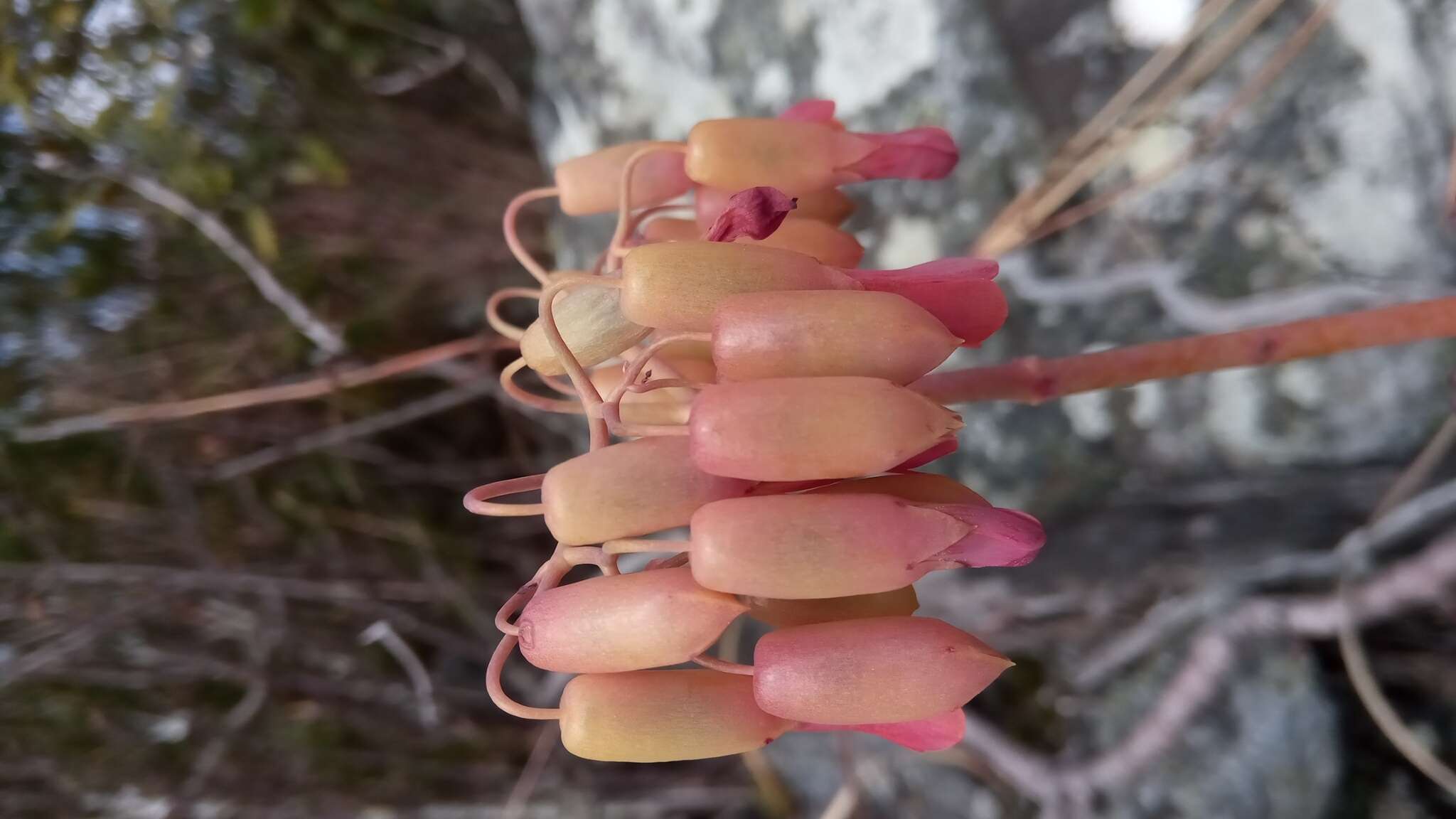 Image of Kalanchoe waldheimii