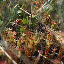 Sivun Sedum caespitosum (Cav.) DC. kuva