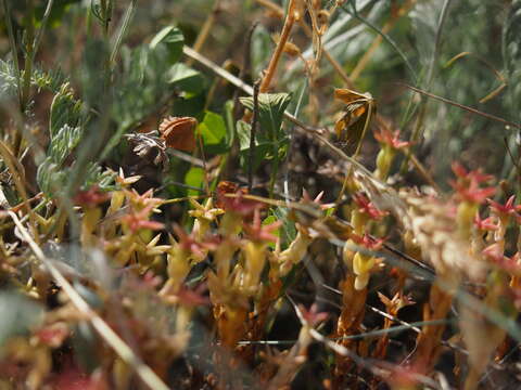 Image of Sedum caespitosum (Cav.) DC.